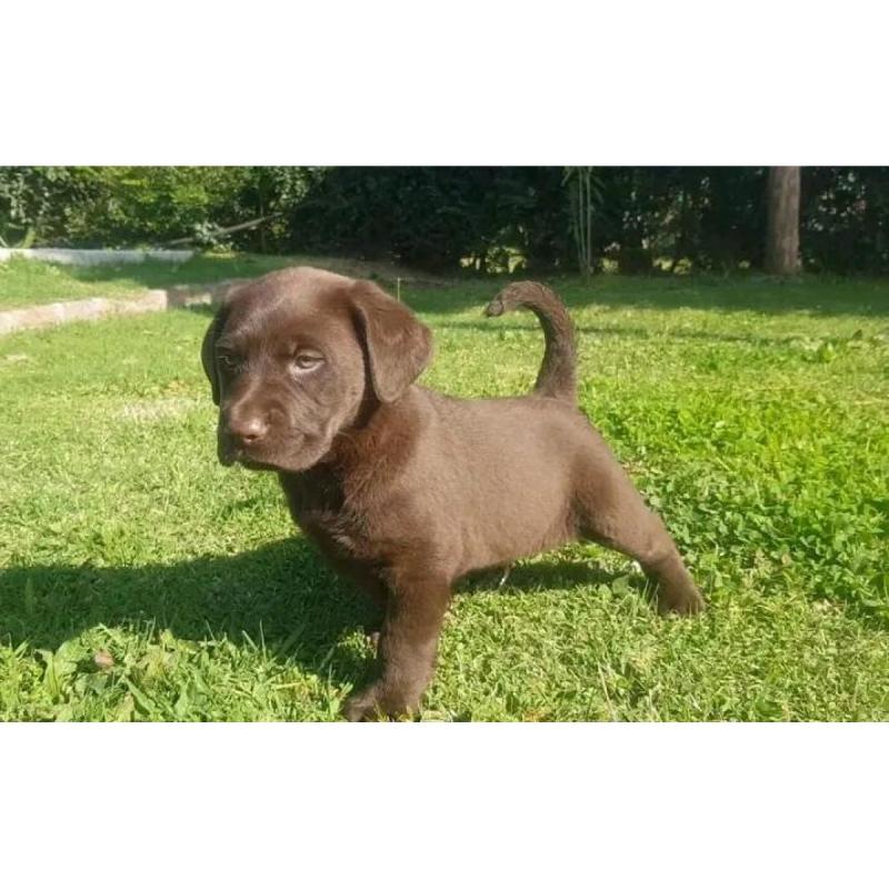 Cachorros labrador retriever