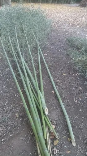 Tutor Caña Bambú 90cm De Largo Y 3cm A 4cm Diámetro - 5