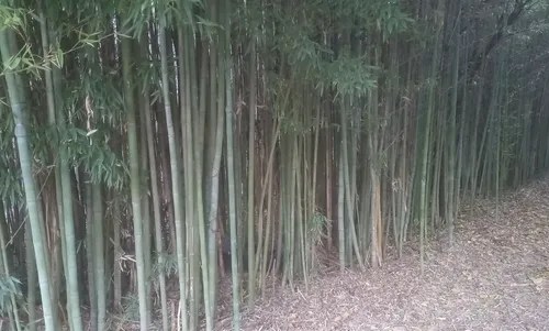 Tutores Cañas De Bambú 140cm - 4
