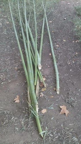 Tutor Caña Bambú 120cm De Largo Y 3cm A 4cm Diámetro - 6