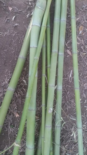 Tutor Caña Bambú 120cm De Largo Y 3cm A 4cm Diámetro - 7