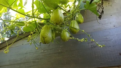 Papa Del Aire, Chayote., Yuyu - 4
