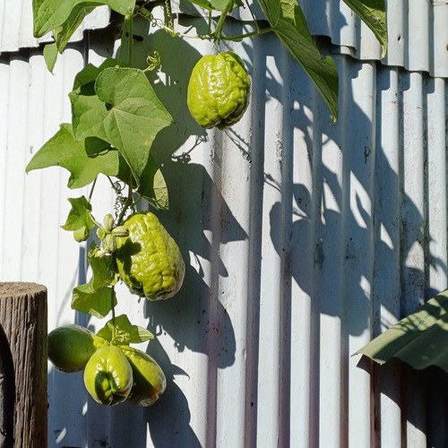 Papa Del Aire, Chayote., Yuyu - 6