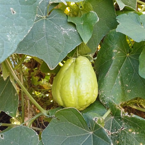 Chayote, Yuyu, Papa Del Aire - 3