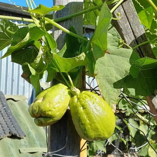 Chayote, Yuyu, Papa Del Aire - 4