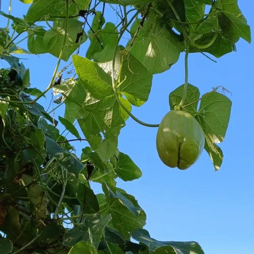Yuyu, Papa Del Aire, Chayote - 2
