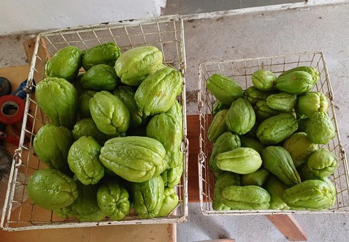 Yuyu, Papa Del Aire, Chayote - 7