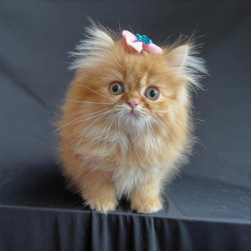 Vendo gatitos persas