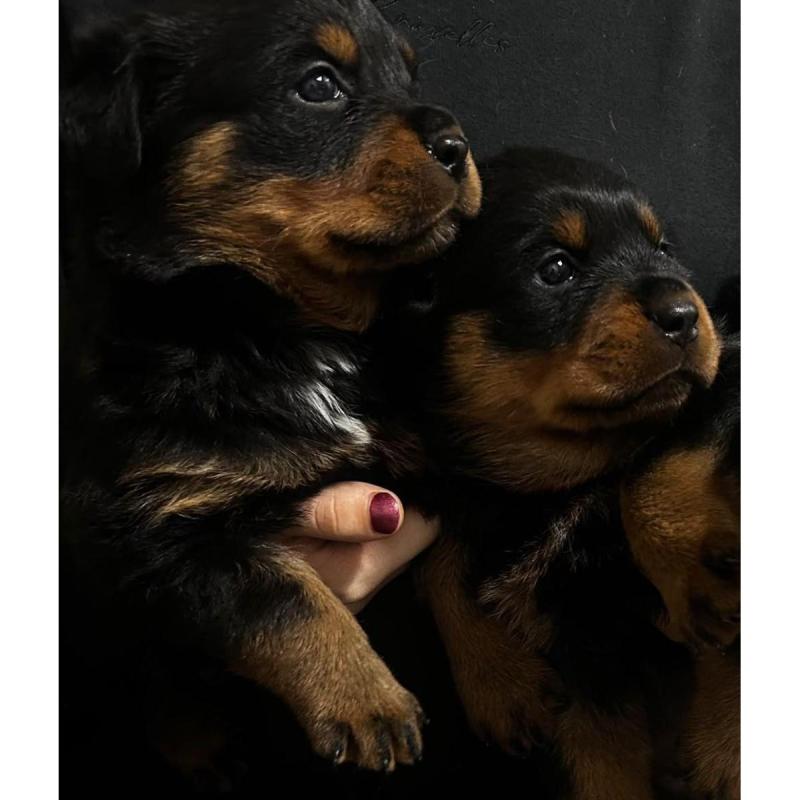 Venta Cachorros Rottweiler
