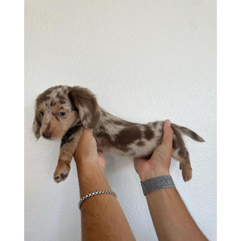 Cachorros salchichas Dachshund