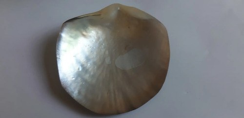 Caracol Marino - Nacar - Oceano Indico - 2
