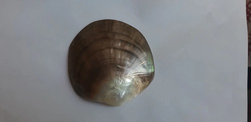 Caracol Marino - Nacar - Oceano Indico - 3