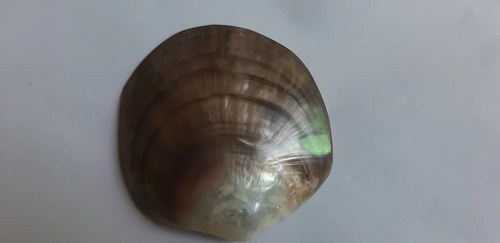 Caracol Marino - Nacar - Oceano Indico - 4