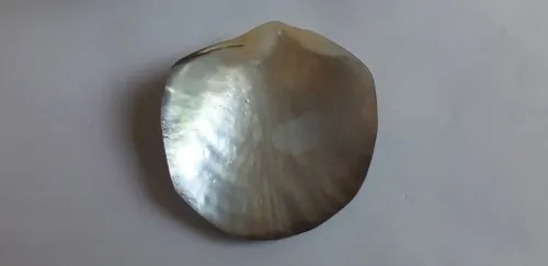 Caracol Marino - Nacar - Oceano Indico - 5