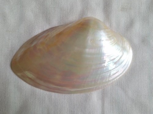 Caracol Marino - Nacar - Oceano Indico - 2