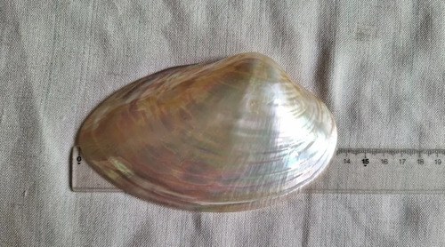 Caracol Marino - Nacar - Oceano Indico - 3