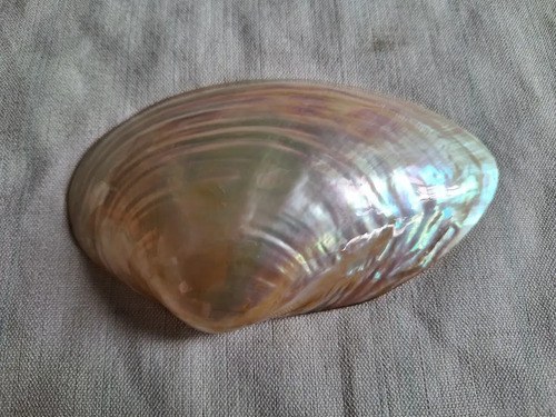 Caracol Marino - Nacar - Oceano Indico - 4