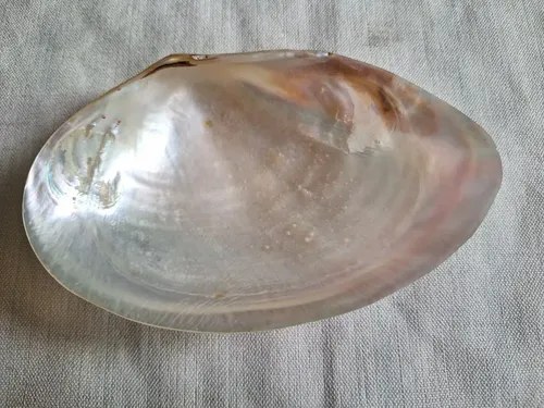 Caracol Marino - Nacar - Oceano Indico - 5