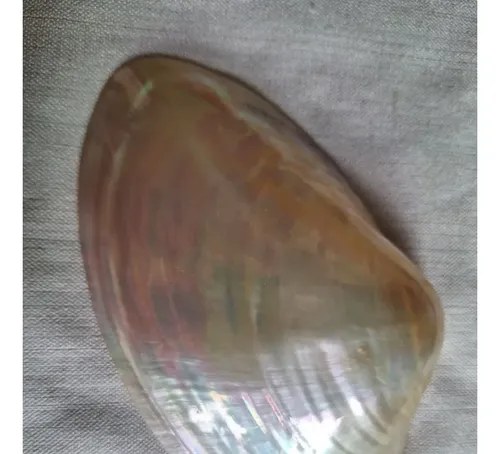 Caracol Marino - Nacar - Oceano Indico - 6