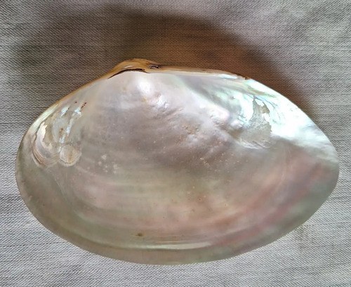 Caracol Marino - Nacar - Oceano Indico - 7