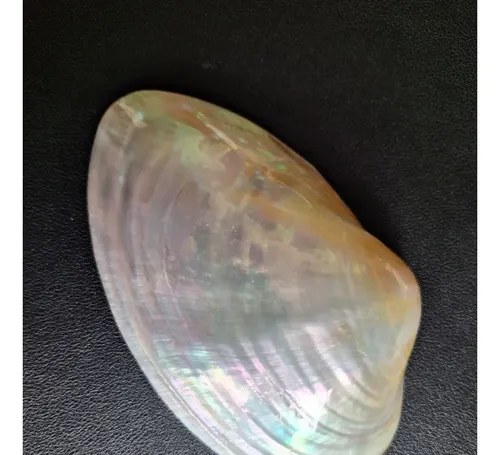 Caracol Marino - Nacar - Oceano Indico - 8