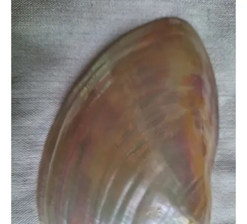 Caracol Marino - Nacar - Oceano Indico - 9