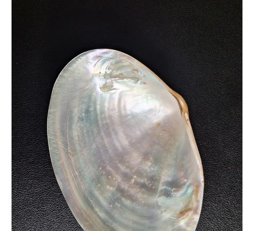 Caracol Marino - Nacar - Oceano Indico - 10