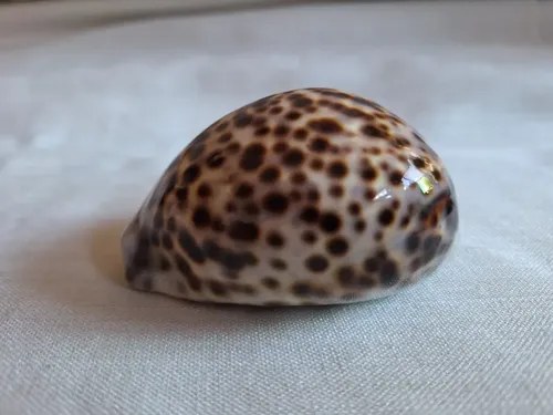 Caracol Marino- Cypraea Tigris - Cauri (9,5 Cmts)