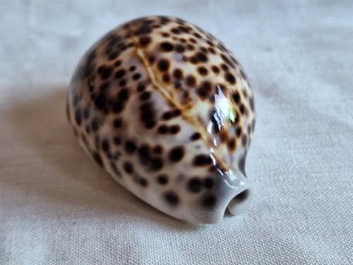 Caracol Marino- Cypraea Tigris - Cauri (9,5 Cmts) - 2