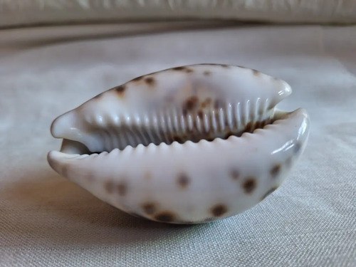 Caracol Marino- Cypraea Tigris - Cauri (9,5 Cmts) - 3