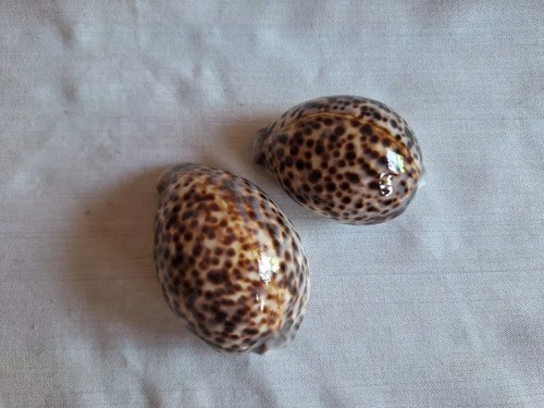 Caracol Marino- Cypraea Tigris - Cauri (9,5 Cmts) - 4