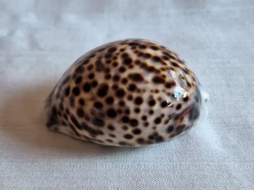 Caracol Marino- Cypraea Tigris - Cauri (9,5 Cmts) - 5