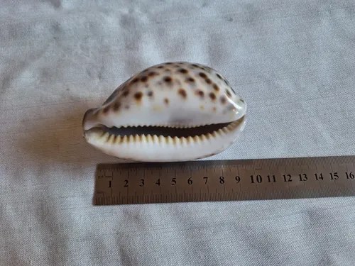 Caracol Marino- Cypraea Tigris - Cauri (9,5 Cmts) - 6