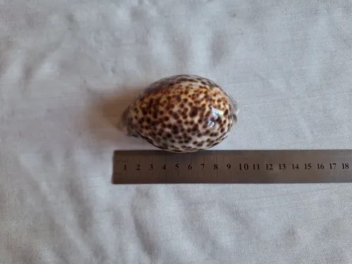 Caracol Marino- Cypraea Tigris - Cauri (9,5 Cmts) - 7