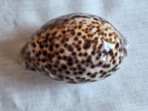 Caracol Marino- Cypraea Tigris - Cauri (9,5 Cmts) - 8