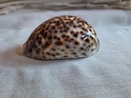 Caracol Marino- Cypraea Tigris - Cauri (9,5 Cmts) - 9