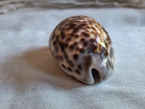 Caracol Marino- Cypraea Tigris - Cauri (9,5 Cmts) - 10