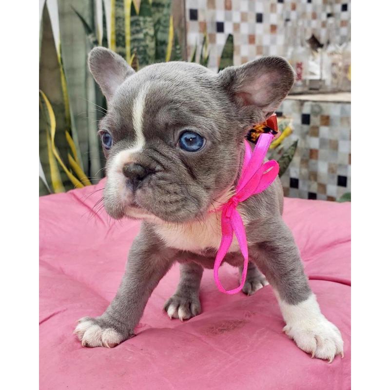 Cachorros bulldog francés