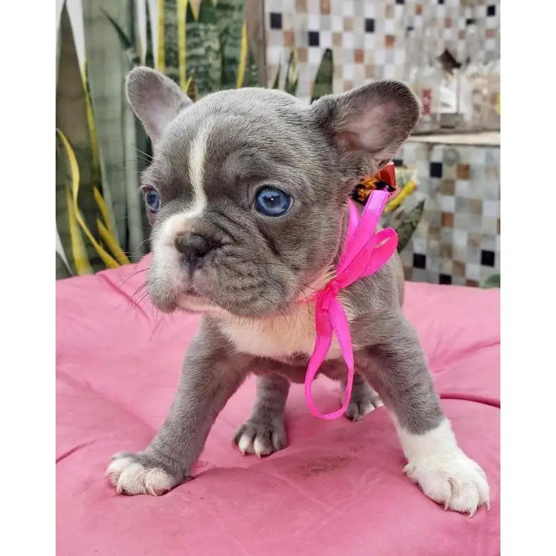 Cachorros bulldog francés