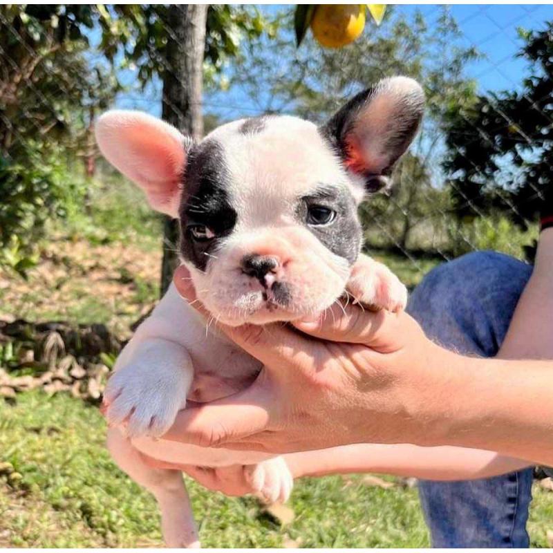 Cachorros bulldog francés - 2