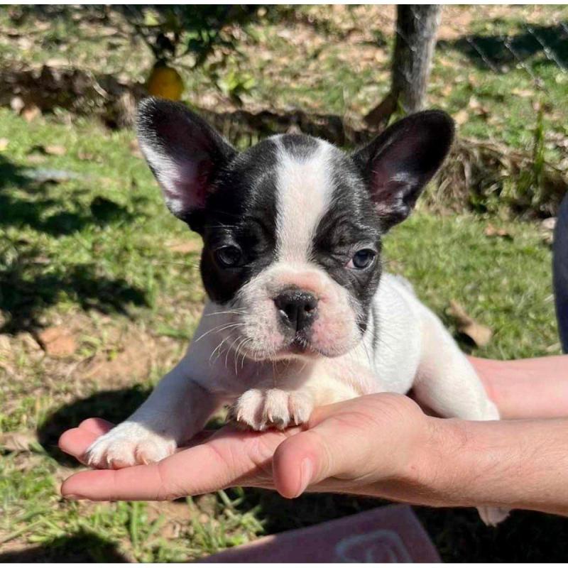Cachorros bulldog francés - 3