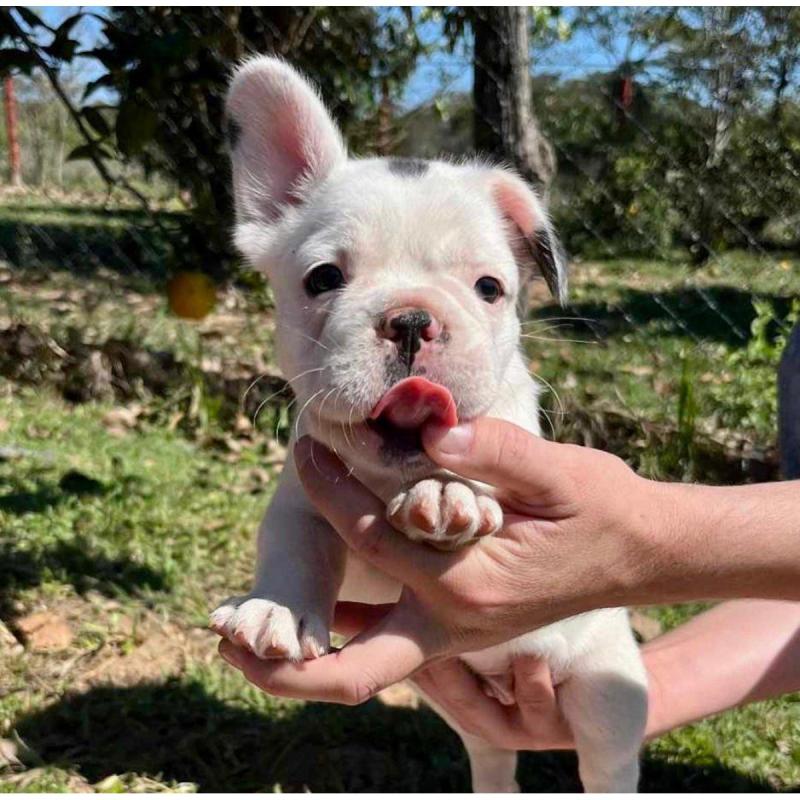 Cachorros bulldog francés - 7