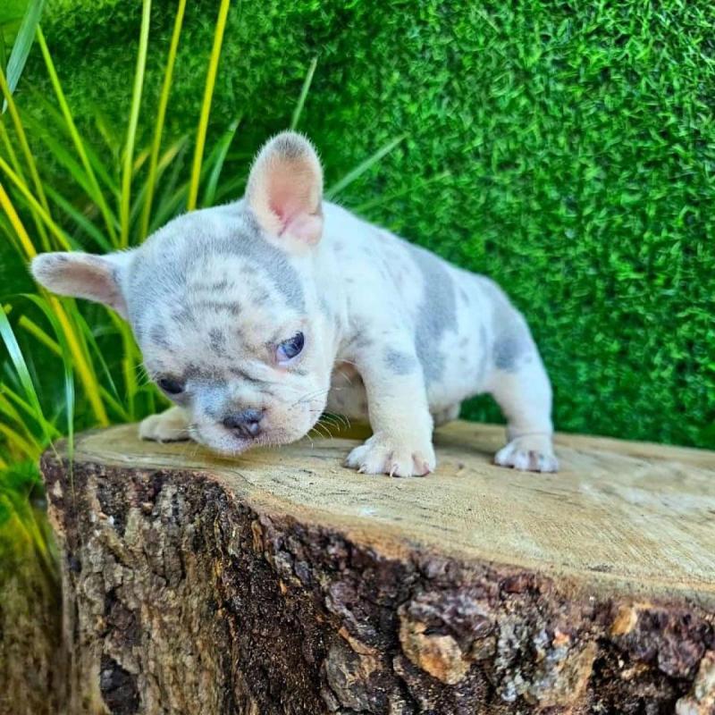 Cachorros bulldog francés - 9