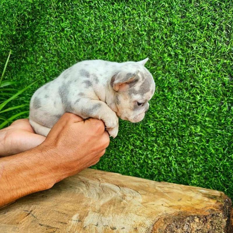 Cachorros bulldog francés - 10