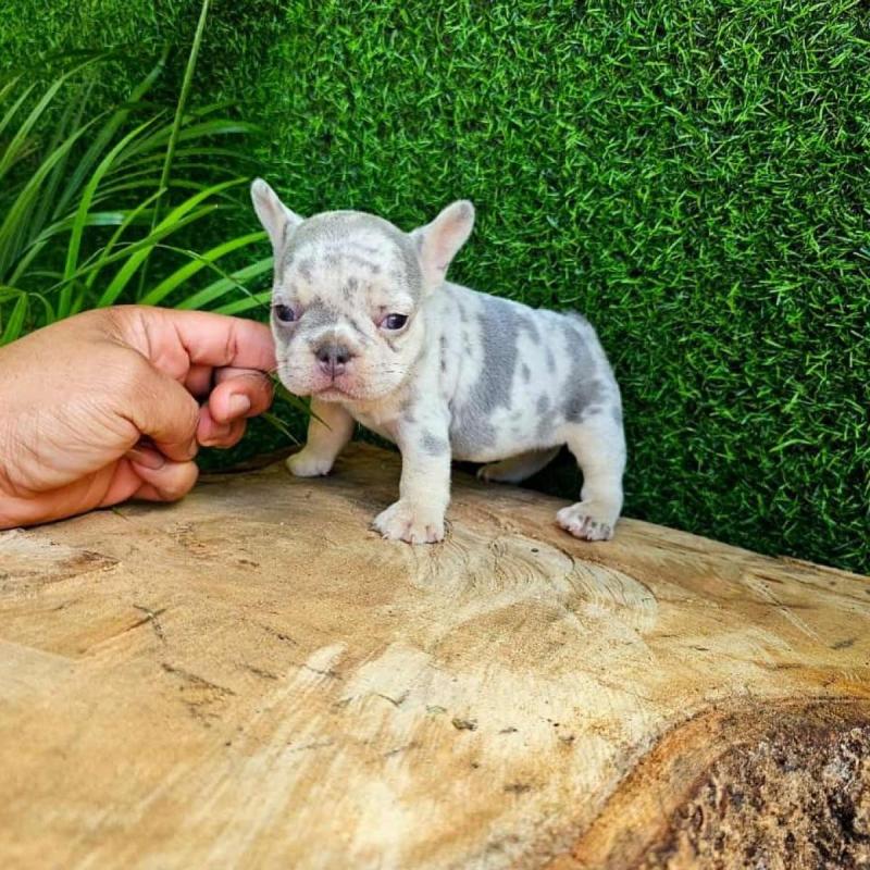 Cachorros bulldog francés - 11