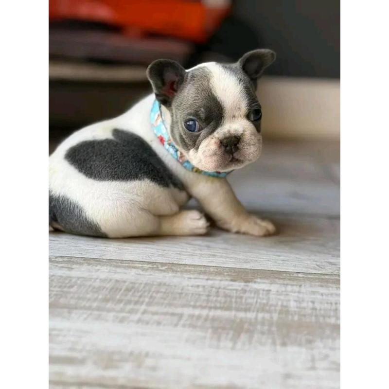 Cachorros bulldog francés - 13