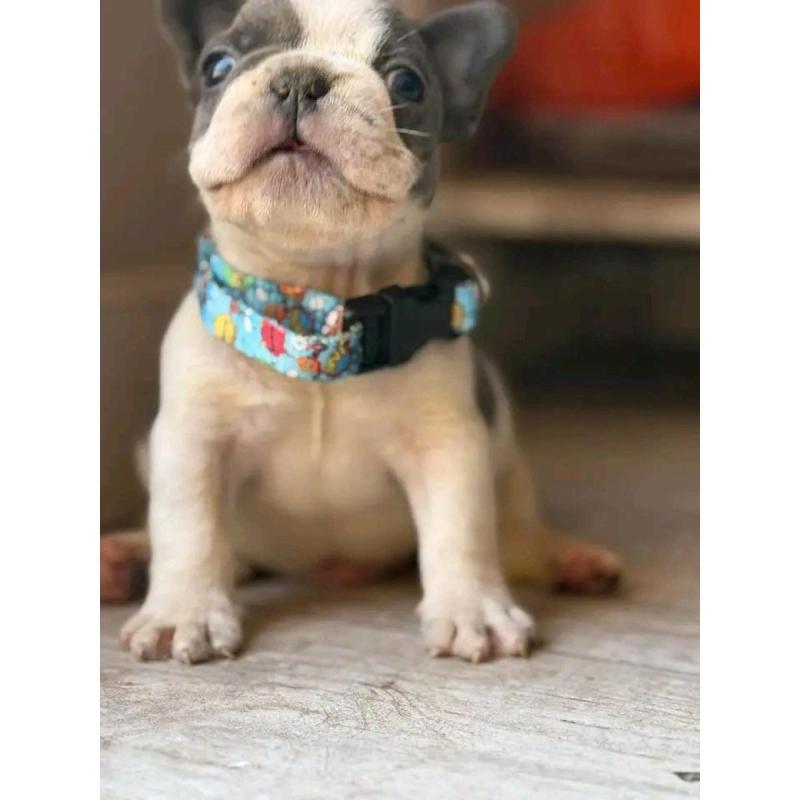 Cachorros bulldog francés - 14