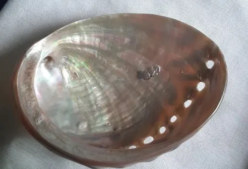 Haliotis, Avalon, Nacar, Pulido - Mexico - 8