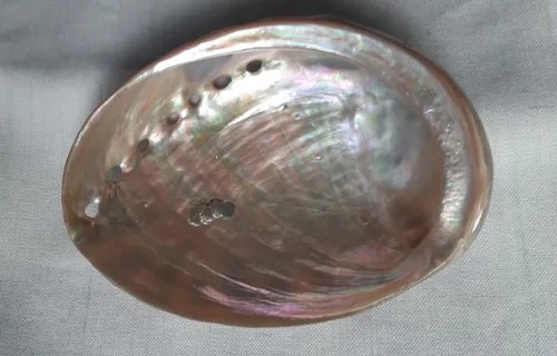 Haliotis, Avalon, Nacar, Pulido - Mexico - 10