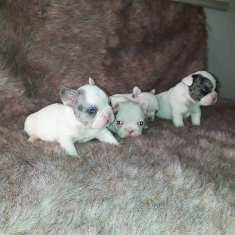 Cachorros bulldog francés - 15